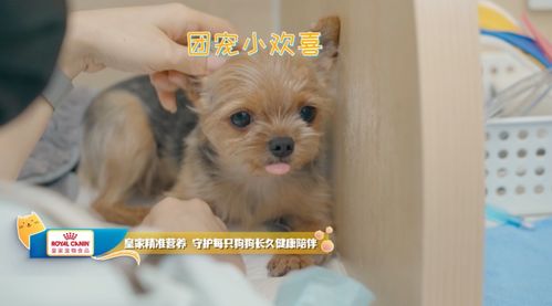 皇家寵物食品攜手《寵物醫(yī)生2》治愈回歸 為愛(ài)寵打造全方位的健康關(guān)愛(ài)